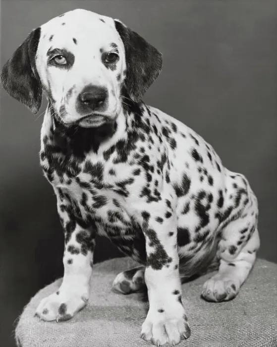 Framed Print : Dalmatian Print from SuperStock Framed Print : Dalmatian Print from SuperStock