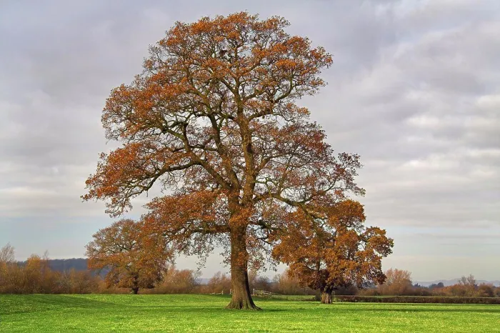 Framed Print : Oak Tree on the River Severn Floodplain Print Framed Print : Oak Tree on the River Severn Floodplain Print