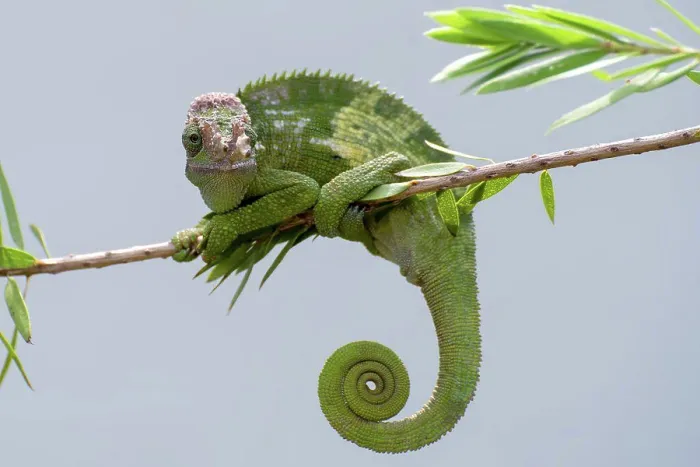Framed Print : Fischer Chameleon Print Framed Print : Fischer Chameleon Print