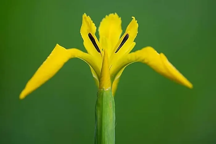 Framed Print : Marsh Iris Print, Dötlingen, Germany Framed Print : Marsh Iris Print, Dötlingen, Germany