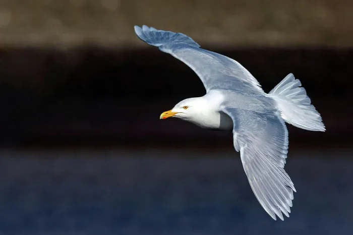 Framed Print : Glaucous Gull in Flight Print Framed Print : Glaucous Gull in Flight Print