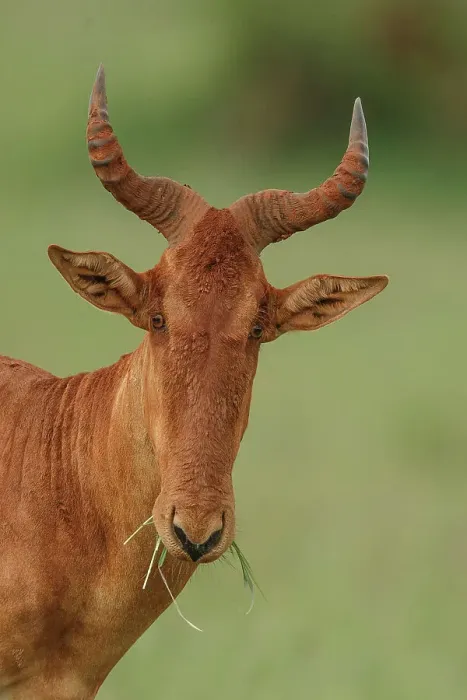 Framed Print : Hartebeest Print, Head Shot