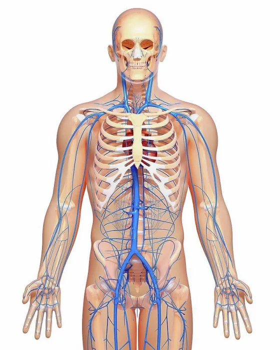 Framed Print : Human Vein Print Framed Print : Human Vein Print