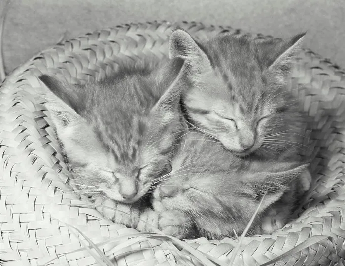 Framed Print : Three kittens sleeping in a straw hat Print Framed Print : Three kittens sleeping in a straw hat Print