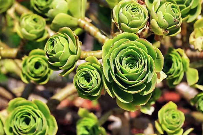 Framed Print : Aeonium Leaf Print Framed Print : Aeonium Leaf Print