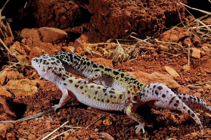 Framed Print : Leopard Gecko Mating Print Framed Print : Leopard Gecko Mating Print