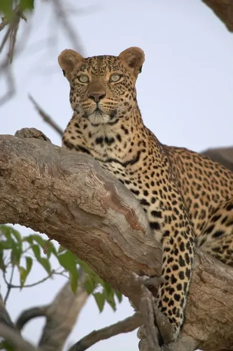 Framed Print : Leopard in Tree Print Framed Print : Leopard in Tree Print