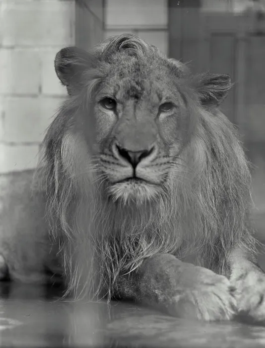 Framed Print : Lion Print from SuperStock Framed Print : Lion Print from SuperStock