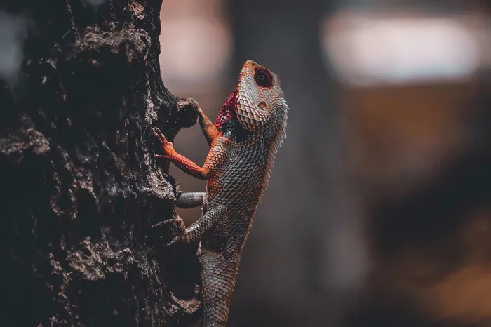 Framed Print : Lizard Print on Tree Branch