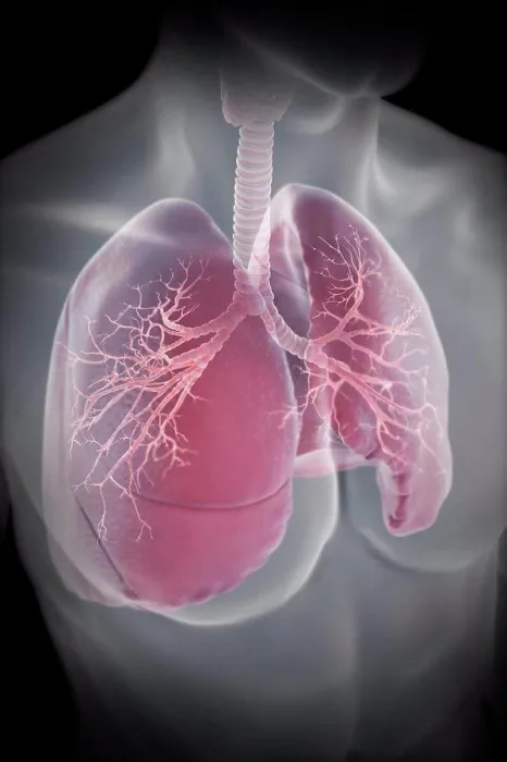 Framed Print : Lungs Print from SuperStock Framed Print : Lungs Print from SuperStock