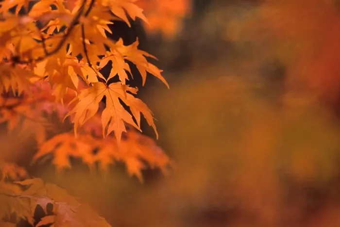 Framed Print : Maple Tree Print in Autumn Color Framed Print : Maple Tree Print in Autumn Color