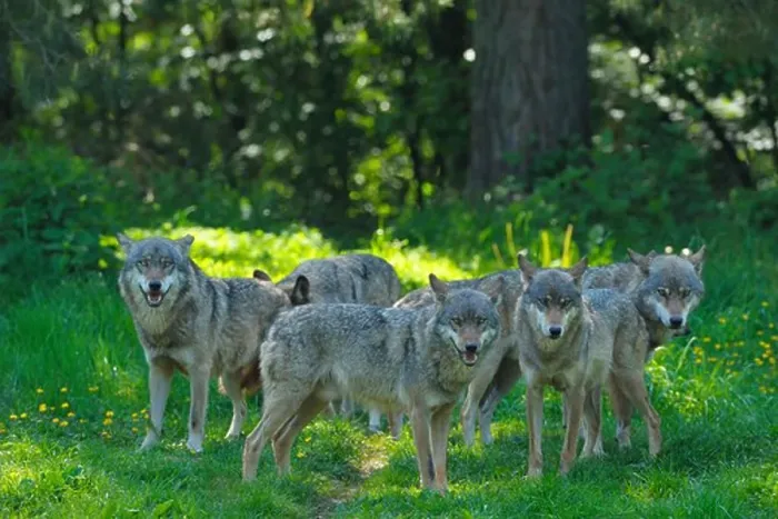 Framed Print : Pack of Wolves Print, Germany