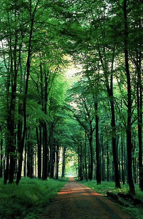 Framed Print : Deciduous Forest Spring Morning Print Framed Print : Deciduous Forest Spring Morning Print
