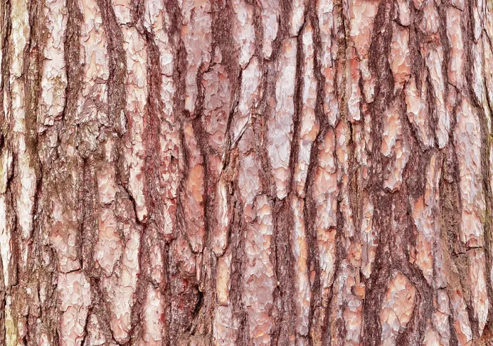 Framed Print : Pine Tree Bark Print Framed Print : Pine Tree Bark Print