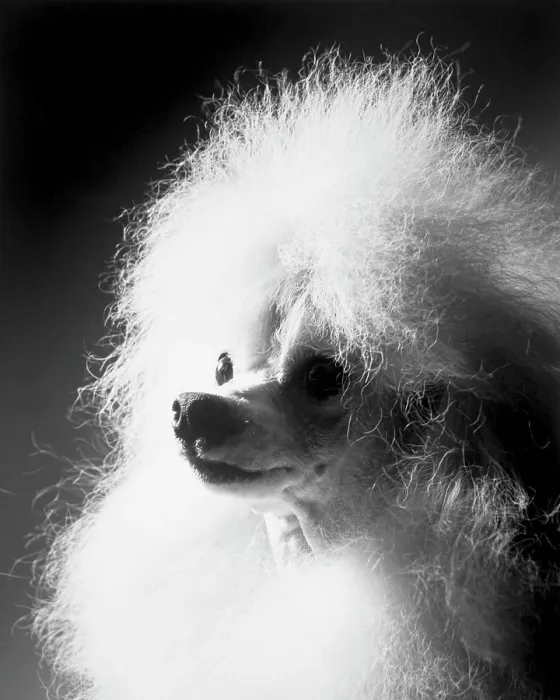 Framed Print : Poodle Print from SuperStock Framed Print : Poodle Print from SuperStock