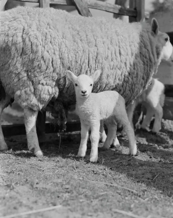 Framed Print : Sheep with Lambs Print