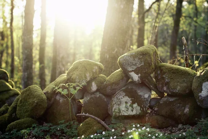 Framed Print : Moss-covered stone print Framed Print : Moss-covered stone print