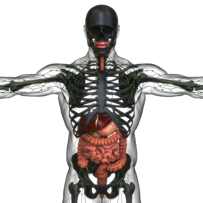 Framed Print : 3D Illustration Print of Human Digestive System Anatomy Framed Print : 3D Illustration Print of Human Digestive System Anatomy