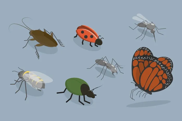 Framed Print : 3D Isometric Print of Insects Vector Set Framed Print : 3D Isometric Print of Insects Vector Set