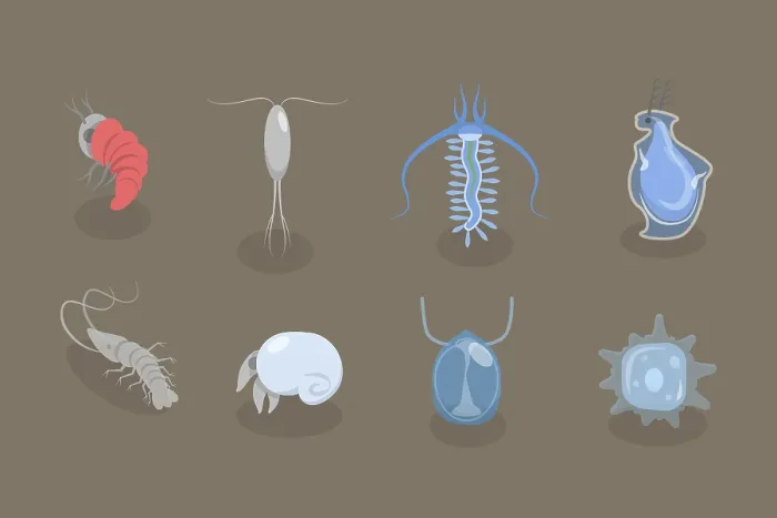 Framed Print : 3D Isometric Flat Vector Print of Plankton Varieties Framed Print : 3D Isometric Flat Vector Print of Plankton Varieties