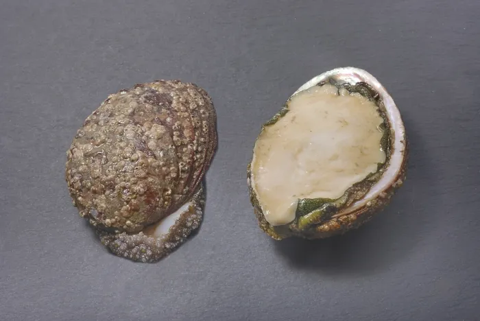 Framed Print : Abalone Shells on Dark Slate Print Framed Print : Abalone Shells on Dark Slate Print