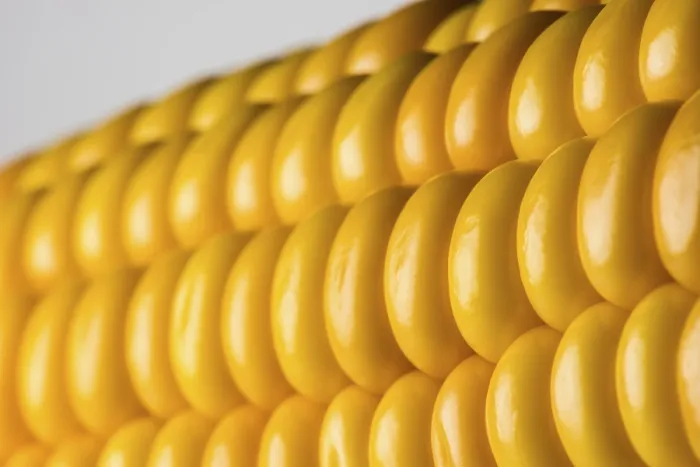 Framed Print : Abstract Detail of Corn on the Cob Print Framed Print : Abstract Detail of Corn on the Cob Print