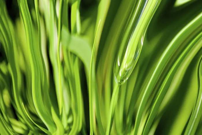 Framed Print : Abstract Green Grass Background Print