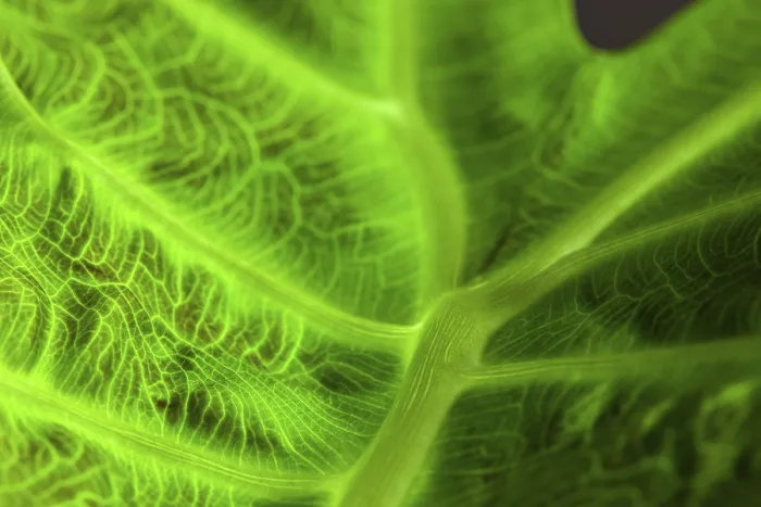 Framed Print : Abstract Macro of a Green Leaf Print Framed Print : Abstract Macro of a Green Leaf Print