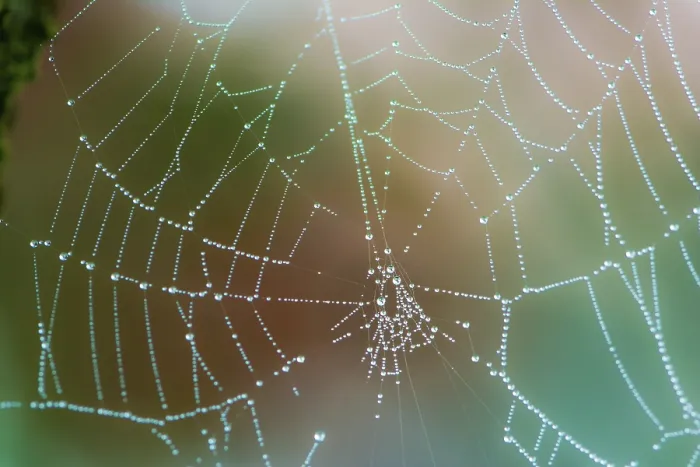 Framed Print : Abstract Macro Print of a Wet Spiderweb with Dew Drops Framed Print : Abstract Macro Print of a Wet Spiderweb with Dew Drops