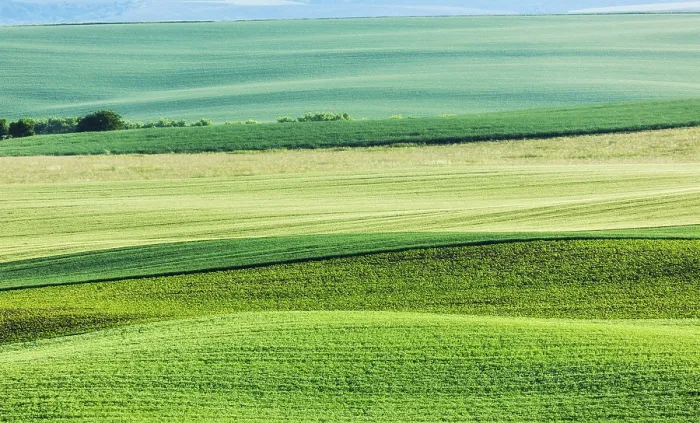 Framed Print : Rolling Striped Fields Summer Print, Moravia, Czech Republic Framed Print : Rolling Striped Fields Summer Print, Moravia, Czech Republic
