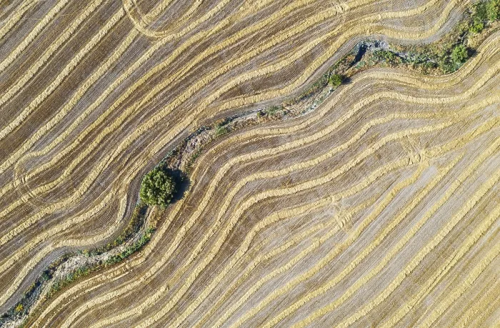 Framed Print : Abstract Patterns in Cornfield Print, Andalusia, Spain