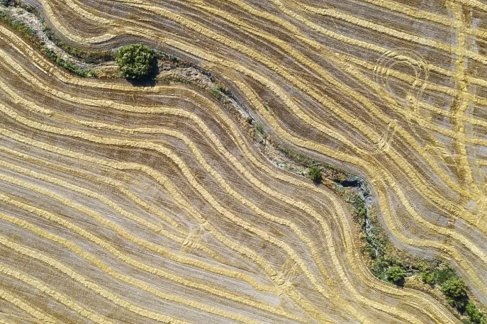 Framed Print : Abstract Patterns in Cornfield Print, Cordoba Province, Spain Framed Print : Abstract Patterns in Cornfield Print, Cordoba Province, Spain
