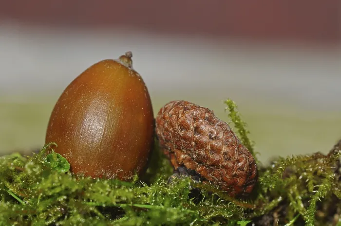 Framed Print : Acorn Print, Close-Up of Acorn Framed Print : Acorn Print, Close-Up of Acorn