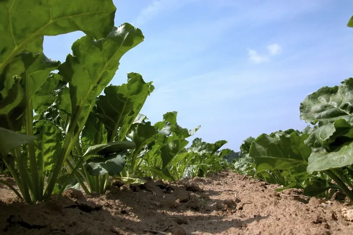Framed Print : Acre Sugar Beet Print Framed Print : Acre Sugar Beet Print