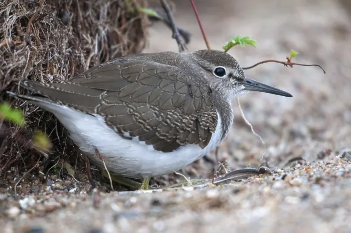 Framed Print : Common Sandpiper Print, Actitis hypoleucos Framed Print : Common Sandpiper Print, Actitis hypoleucos