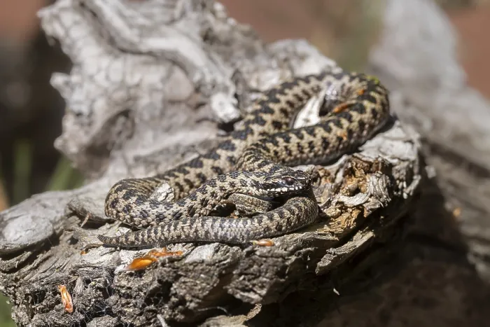 Framed Print : Adder (Vipera berus) Print