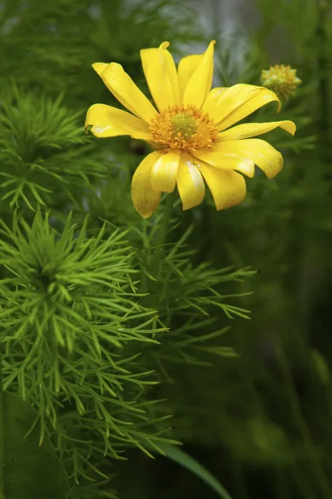 Framed Print : Adonis vernalis Print - Spring Adonis Florets Framed Print : Adonis vernalis Print - Spring Adonis Florets