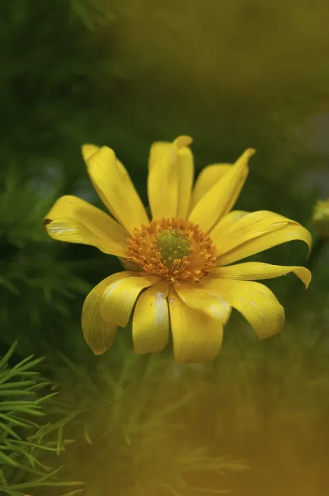 Framed Print : Print of Adonis vernalis, Spring Pheasant's Eye Framed Print : Print of Adonis vernalis, Spring Pheasant's Eye