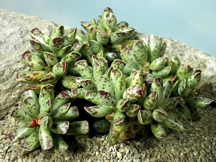 Framed Print : Adromischus cooperi Print Framed Print : Adromischus cooperi Print