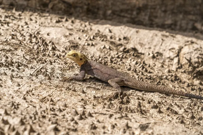 Framed Print : Agama Print on Tree Trunk, Cuntaur, Gambia Framed Print : Agama Print on Tree Trunk, Cuntaur, Gambia