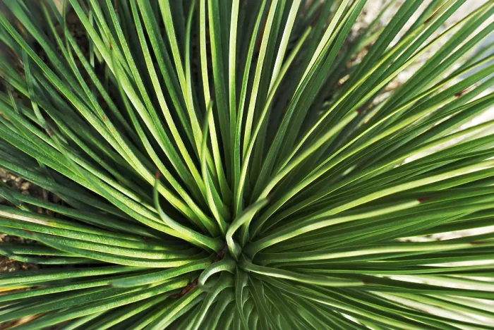 Framed Print : Agave echinioides Print, Succulent Plant