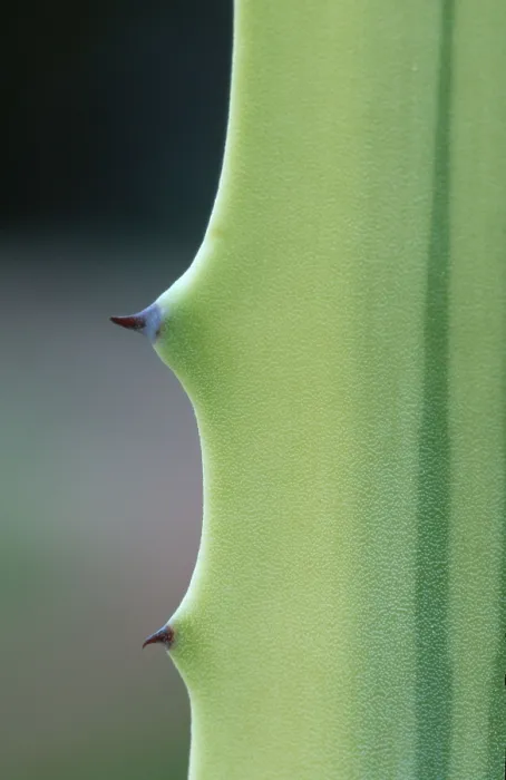 Framed Print : Agave Leaf Detail Print with Thorns Framed Print : Agave Leaf Detail Print with Thorns