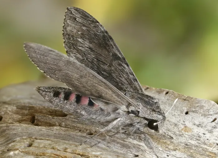 Framed Print : Convolvulus Hawk-Moth Print Framed Print : Convolvulus Hawk-Moth Print