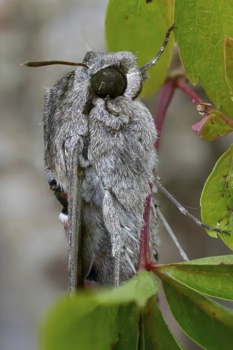 Framed Print : Convolvulus Hawk-moth Print