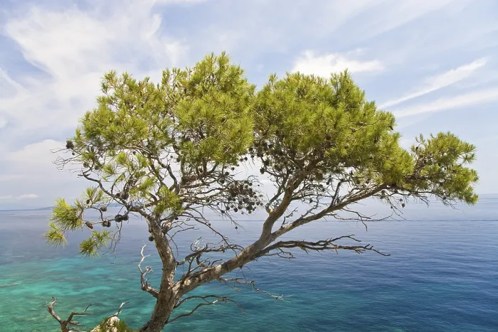Framed Print : Aleppo Pine Print, Hvar Island, Croatia Framed Print : Aleppo Pine Print, Hvar Island, Croatia
