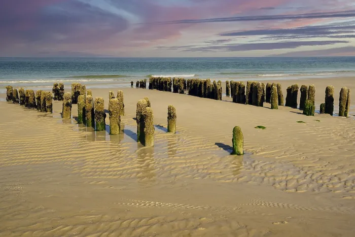 Framed Print : Algae-covered Groynes Print, Rantum Beach, Sylt, Germany Framed Print : Algae-covered Groynes Print, Rantum Beach, Sylt, Germany