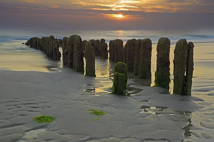 Framed Print : Algae-covered groynes at sunset, Rantum Beach Print, Sylt, Germany Framed Print : Algae-covered groynes at sunset, Rantum Beach Print, Sylt, Germany