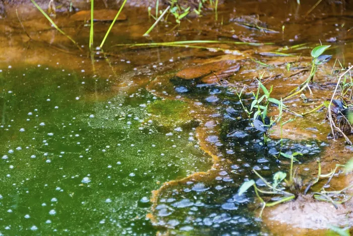 Framed Print : Algae in a Pond, Eutrophication Print Framed Print : Algae in a Pond, Eutrophication Print