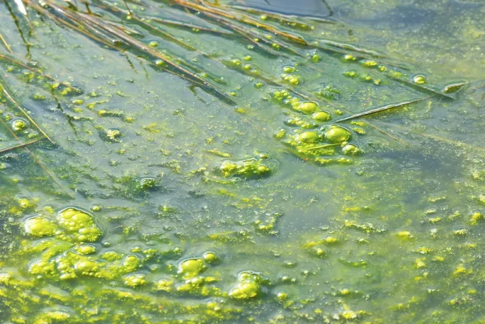 Framed Print : Algae, Slime on Water Surface Print Framed Print : Algae, Slime on Water Surface Print