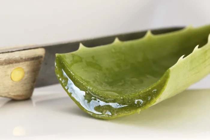 Framed Print : Aloe Vera Print - Succulent Plant Image